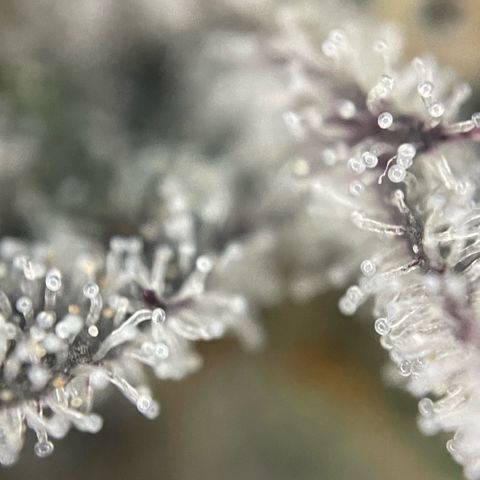 Dante’s Inferno - Mile High Dave by KilliczGe growlog timeline photo