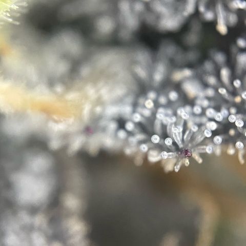 Dante’s Inferno - Mile High Dave by KilliczGe growlog timeline photo