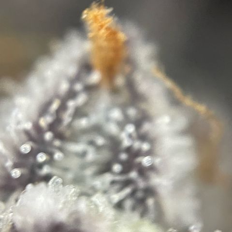 Dante’s Inferno - Mile High Dave by KilliczGe growlog timeline photo