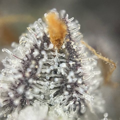 Dante’s Inferno - Mile High Dave by KilliczGe growlog timeline photo