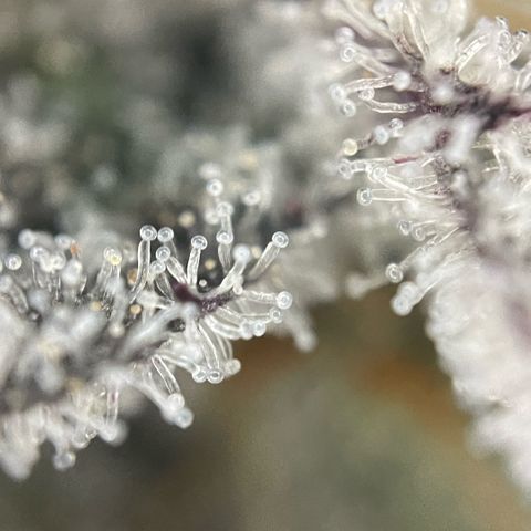 Dante’s Inferno - Mile High Dave by KilliczGe growlog timeline photo