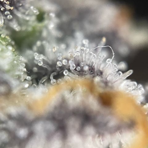 Dante’s Inferno - Mile High Dave by KilliczGe growlog timeline photo