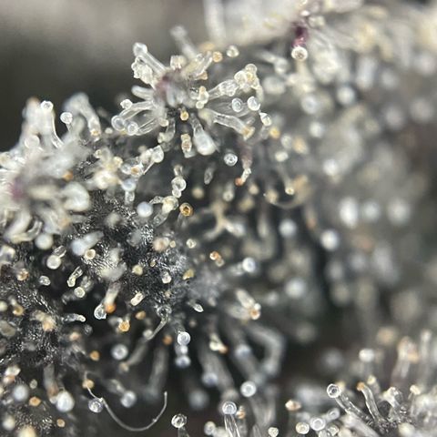 Dante’s Inferno - Mile High Dave by KilliczGe growlog timeline photo