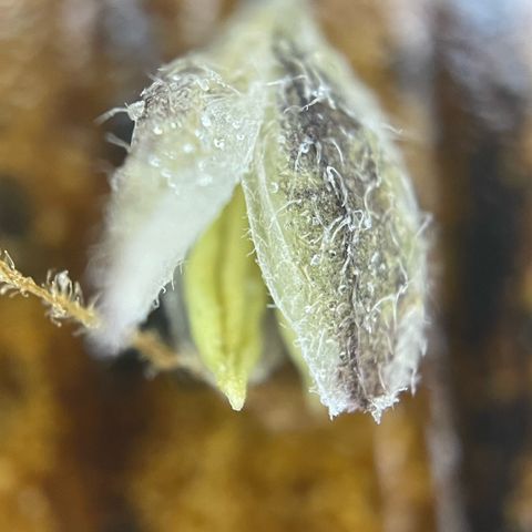 Dante’s Inferno - Mile High Dave by KilliczGe growlog timeline photo