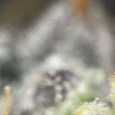 Dante’s Inferno - Mile High Dave by KilliczGe growlog timeline photo