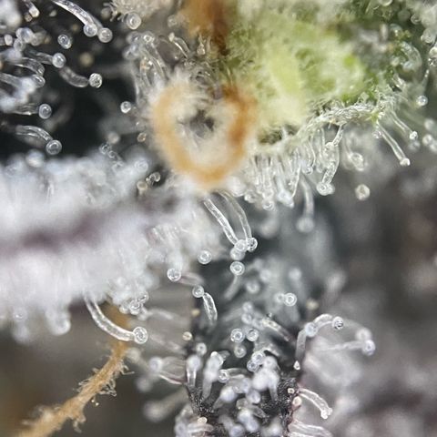 Dante’s Inferno - Mile High Dave by KilliczGe growlog timeline photo