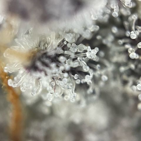 Dante’s Inferno - Mile High Dave by KilliczGe growlog timeline photo