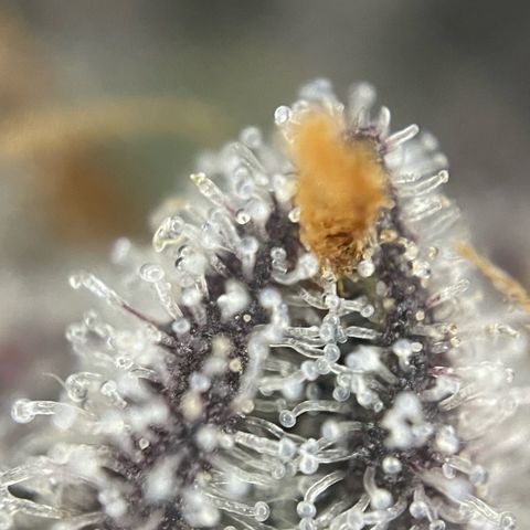 Dante’s Inferno - Mile High Dave by KilliczGe growlog timeline photo