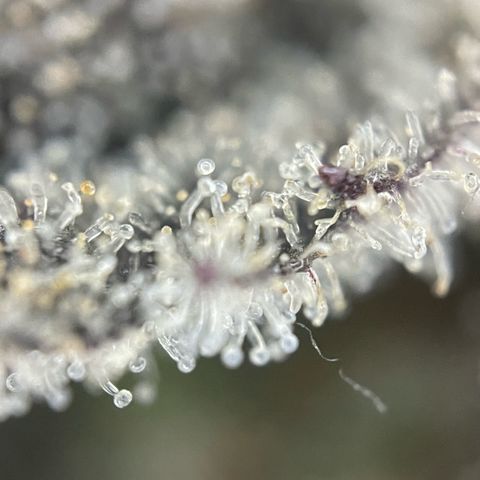 Dante’s Inferno - Mile High Dave by KilliczGe growlog timeline photo