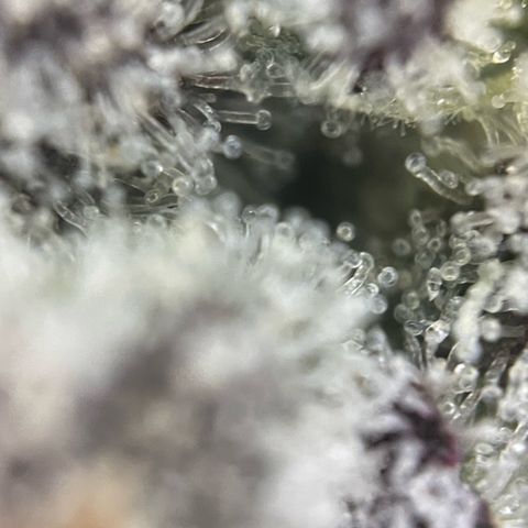 Dante’s Inferno - Mile High Dave by KilliczGe growlog timeline photo