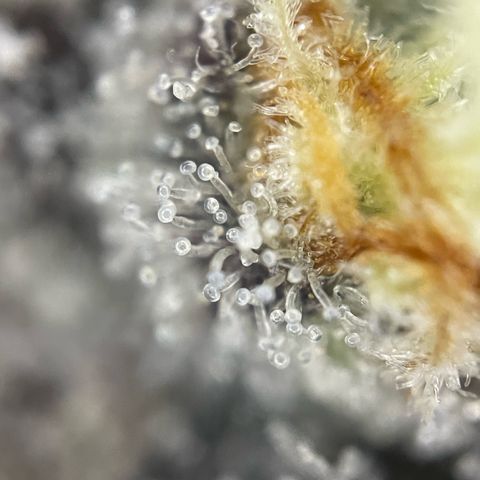 Dante’s Inferno - Mile High Dave by KilliczGe growlog timeline photo