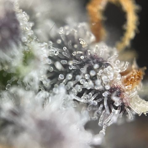 Dante’s Inferno - Mile High Dave by KilliczGe growlog timeline photo