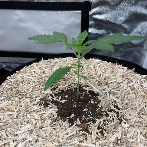 Special Kush 1 - GwJ Community Award Winning Celebration Grow Part 2 -The Price - by KilliczGe growlog timeline photo