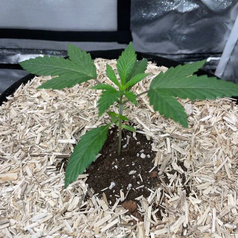 Special Kush 1 - GwJ Community Award Winning Celebration Grow Part 2 -The Price - by KilliczGe growlog timeline photo