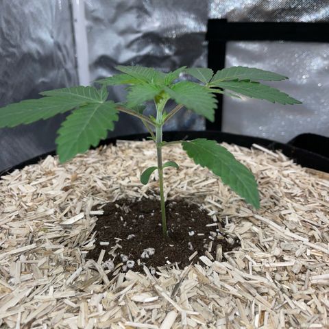 Critical Kush - GwJ Community Award Winning Celebration Grow Part 1 - The Winner - by KilliczGe growlog timeline photo