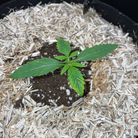 Grape Soda Auto - by KilliczGe growlog timeline photo