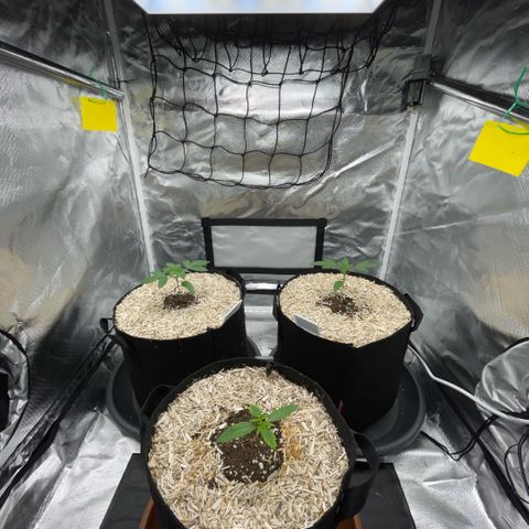 Special Kush 1 - GwJ Community Award Winning Celebration Grow Part 2 -The Price - by KilliczGe growlog timeline photo