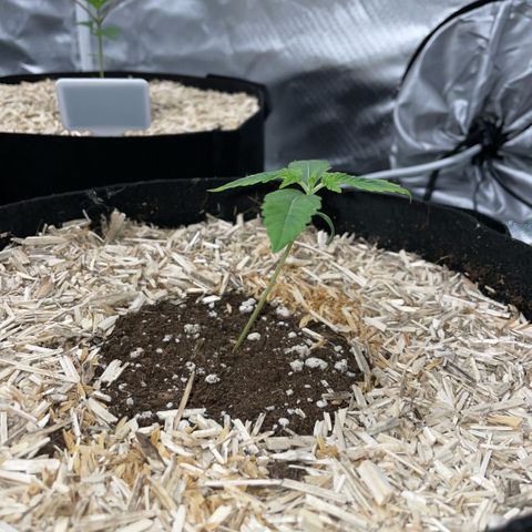 Grape Soda Auto - by KilliczGe growlog timeline photo