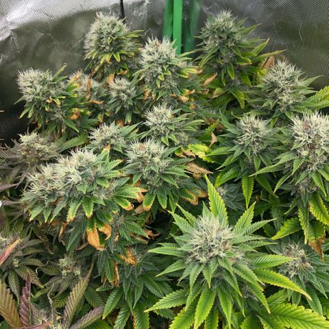Tangerine Dream Clon #1 by KilliczGe growlog timeline photo