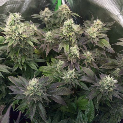 Big Bud 1 Klon 1 by KilliczGe growlog timeline photo