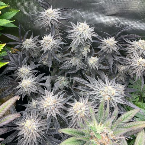 Dante’s Inferno - Mile High Dave by KilliczGe growlog timeline photo