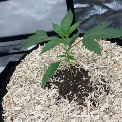 Special Kush 1 - GwJ Community Award Winning Celebration Grow Part 2 -The Price - by KilliczGe growlog timeline photo
