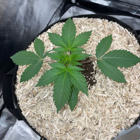 Critical Kush - GwJ Community Award Winning Celebration Grow Part 1 - The Winner - by KilliczGe growlog timeline photo