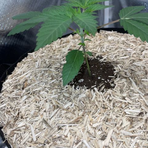 Critical Kush - GwJ Community Award Winning Celebration Grow Part 1 - The Winner - by KilliczGe growlog timeline photo