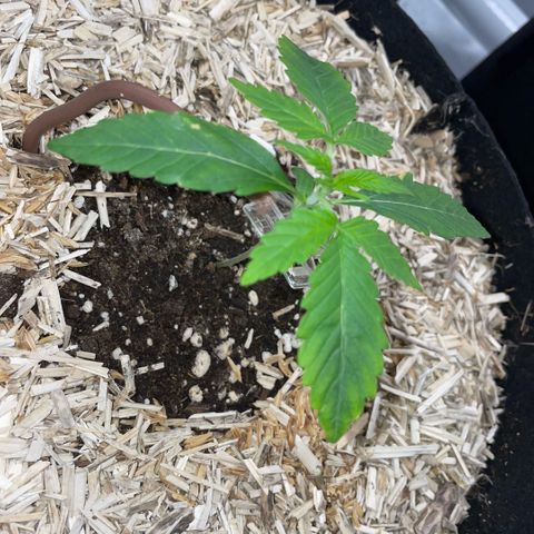 Grape Soda Auto - by KilliczGe growlog timeline photo