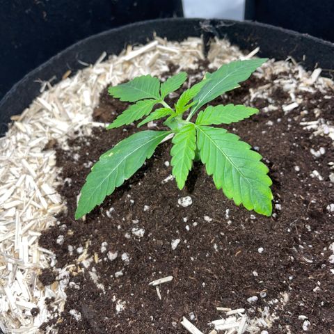Grape Soda Auto - by KilliczGe growlog timeline photo