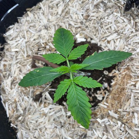 Grape Soda Auto - by KilliczGe growlog timeline photo