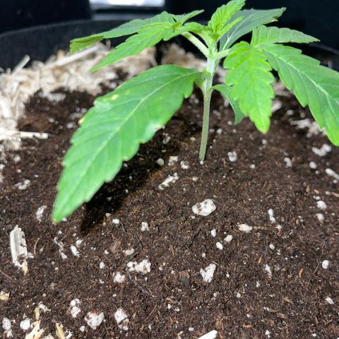 Grape Soda Auto - by KilliczGe growlog timeline photo