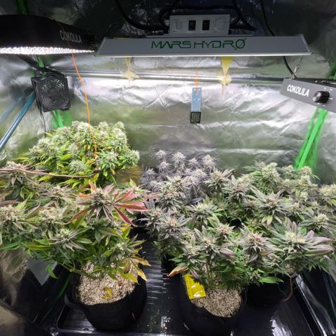 Dante’s Inferno - Mile High Dave by KilliczGe growlog timeline photo