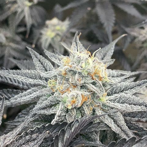 Dante’s Inferno - Mile High Dave by KilliczGe growlog timeline photo