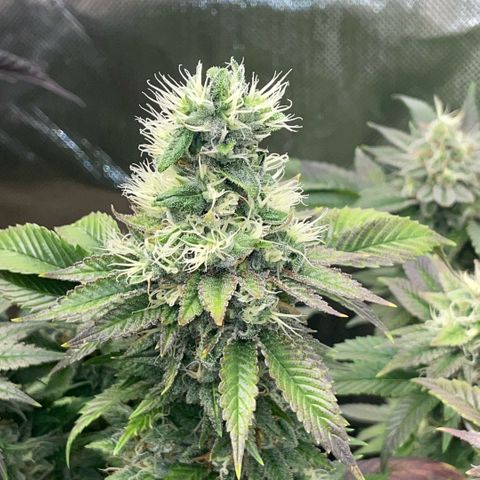 Big Bud 1 Klon 1 by KilliczGe growlog timeline photo