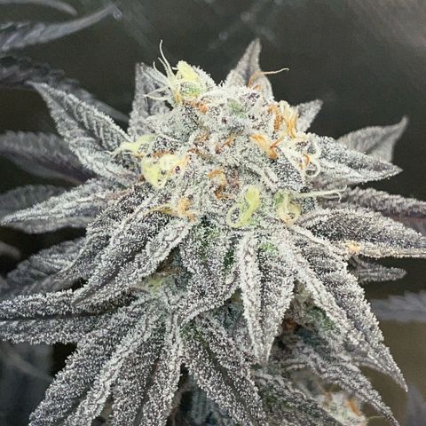 Dante’s Inferno - Mile High Dave by KilliczGe growlog timeline photo