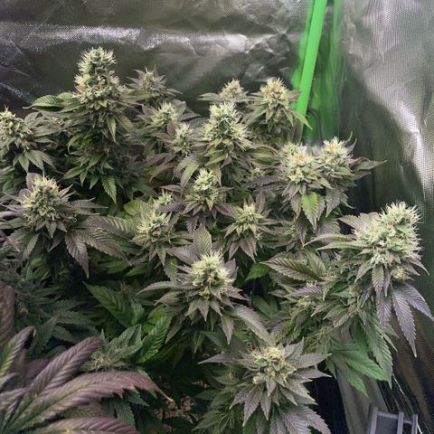 Big Bud 1 Klon 1 by KilliczGe growlog timeline photo