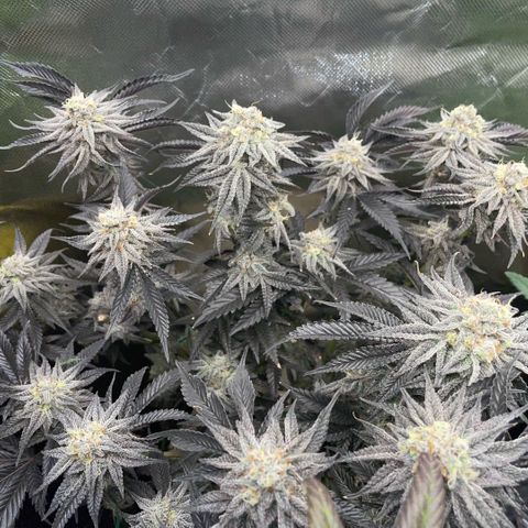 Dante’s Inferno - Mile High Dave by KilliczGe growlog timeline photo