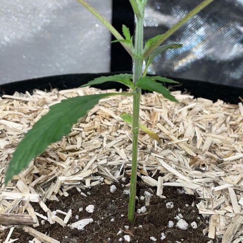 Special Kush 1 - GwJ Community Award Winning Celebration Grow Part 2 -The Price - by KilliczGe growlog timeline photo