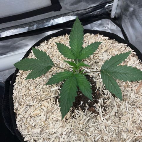 Special Kush 1 - GwJ Community Award Winning Celebration Grow Part 2 -The Price - by KilliczGe growlog timeline photo