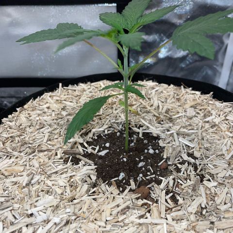 Special Kush 1 - GwJ Community Award Winning Celebration Grow Part 2 -The Price - by KilliczGe growlog timeline photo