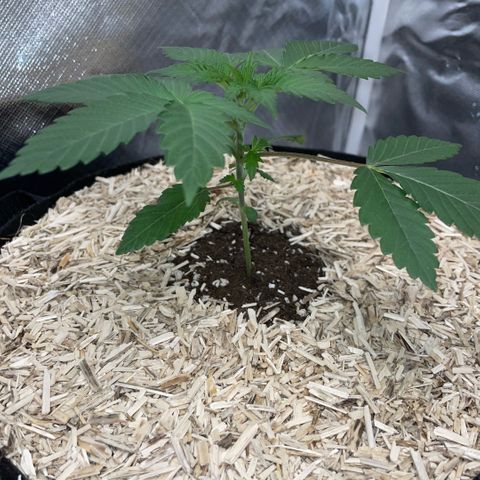 Critical Kush - GwJ Community Award Winning Celebration Grow Part 1 - The Winner - by KilliczGe growlog timeline photo