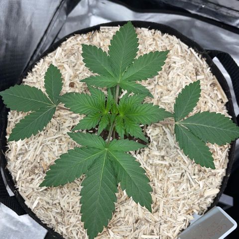 Critical Kush - GwJ Community Award Winning Celebration Grow Part 1 - The Winner - by KilliczGe growlog timeline photo