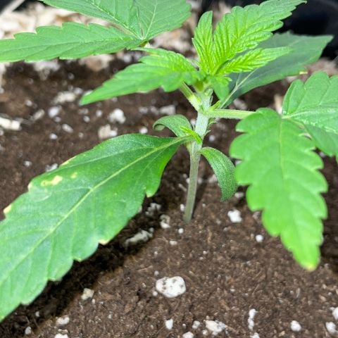 Grape Soda Auto - by KilliczGe growlog timeline photo
