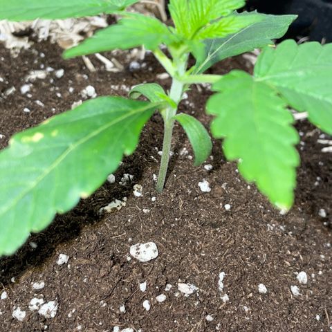 Grape Soda Auto - by KilliczGe growlog timeline photo