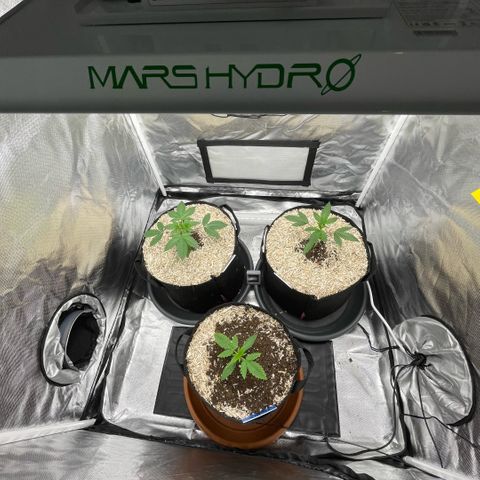 Special Kush 1 - GwJ Community Award Winning Celebration Grow Part 2 -The Price - by KilliczGe growlog timeline photo