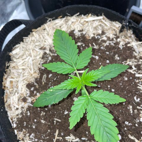 Grape Soda Auto - by KilliczGe growlog timeline photo