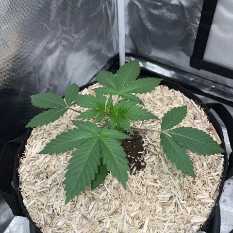 Critical Kush - GwJ Community Award Winning Celebration Grow Part 1 - The Winner - by KilliczGe growlog timeline photo