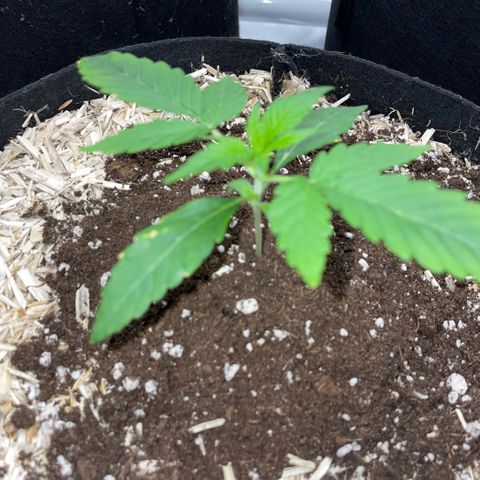 Grape Soda Auto - by KilliczGe growlog timeline photo