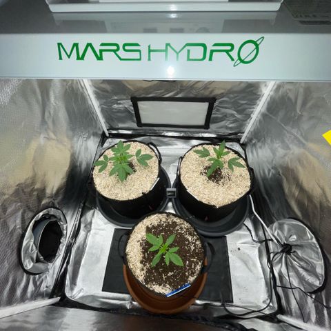 Special Kush 1 - GwJ Community Award Winning Celebration Grow Part 2 -The Price - by KilliczGe growlog timeline photo